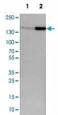 Anti-FLII Rabbit Polyclonal Antibody