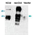 Anti-CLU Mouse Monoclonal Antibody [clone: CLI-9]