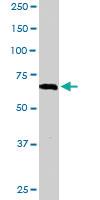 Anti-RGS14 Goat Polyclonal Antibody