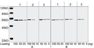 Anti-DYKDDDDK Tag Mouse Monoclonal Antibody