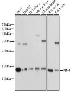 Anti-PIN4 Rabbit Polyclonal Antibody