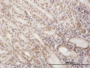 Anti-SNAPC4 Mouse Monoclonal Antibody [clone: 1D1]