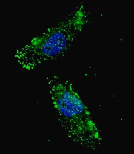 Anti-ULK1 Rabbit Polyclonal Antibody (FITC (Fluorescein))