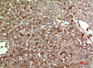 Immunohistochemical analysis of paraffin-embedded human liver using Anti-APOA1 Antibody