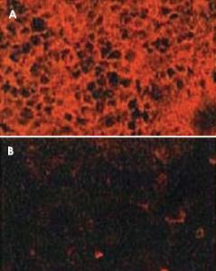 Anti-HBEGF Mouse Monoclonal Antibody [clone: 4G10]