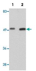 Anti-WDR74 Rabbit Polyclonal Antibody