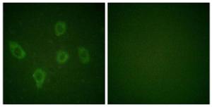 Anti-Caspase 9 antibody