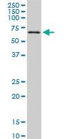 Anti-TBX18 Mouse Monoclonal Antibody [clone: 4D3]