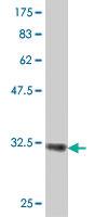 Anti-MS4A2 Mouse Polyclonal Antibody