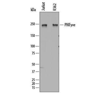 Anti-PIKFYVE Sheep Polyclonal Antibody