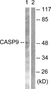 Anti-Caspase 9 antibody