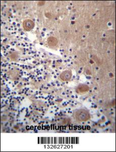 Anti-SCHIP1 Rabbit Polyclonal Antibody (Biotin)