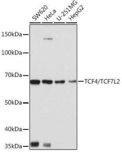 Western blot analysis of extracts of various cell lines, using Anti-TCF-4 / TCF7L2 Antibody [ARC0027] (A307630) at 1:1,000 dilution. The secondary antibody was Goat Anti-Rabbit IgG H&L Antibody (HRP) at 1:10,000 dilution.