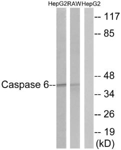 Anti-Caspase 6 antibody