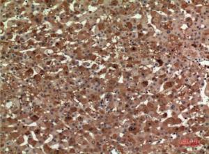 Immunohistochemical analysis of paraffin-embedded human liver using Anti-APOA1 Antibody