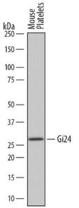 Anti-Platelet Receptor Gi24 Rat Monoclonal Antibody [clone: 742002]