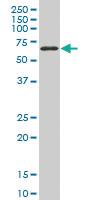 Anti-TBX18 Mouse Monoclonal Antibody [clone: 4D3]