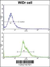 Anti-PAX4 Rabbit Polyclonal Antibody