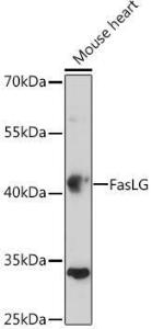 Anti-Fas Ligand Rabbit Polyclonal Antibody