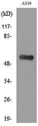 Western blot analysis of lysate from A549 cells using Anti-ANXA7 Antibody