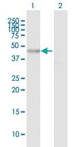 Anti-MYO1D Mouse Polyclonal Antibody