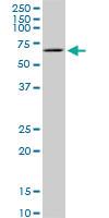 Anti-TBX18 Mouse Monoclonal Antibody [clone: 4D3]