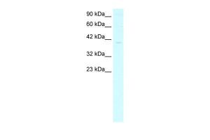 Anti-GTF2B Rabbit Polyclonal Antibody