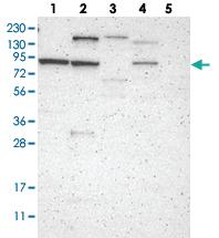 Anti-CNST Rabbit Polyclonal Antibody