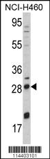 Anti-Mlk4 Rabbit Polyclonal Antibody