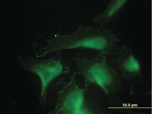 Anti-DNAJA4 Mouse Monoclonal Antibody [clone: 4B4-1F2]