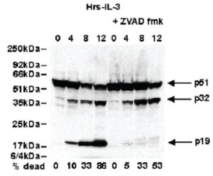 Anti-CASP2 Rat Monoclonal Antibody [clone: 11B4]