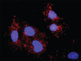 Anti-NCK1 + BLNK Antibody Pair