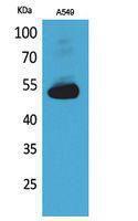 Western blot analysis of A549 cells using Anti-ANXA7 Antibody