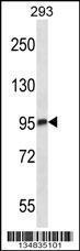 Anti-MARK3 Rabbit Polyclonal Antibody (AP (Alkaline Phosphatase))