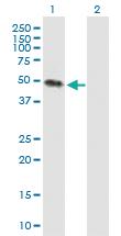 Anti-KREMEN2 Mouse Polyclonal Antibody