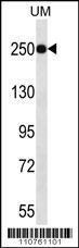 Anti-KDM5A Rabbit Polyclonal Antibody (APC (Allophycocyanin))