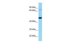 Anti-KEL Rabbit Polyclonal Antibody