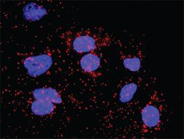 Anti-CDC20 + BUB1B Antibody Pair