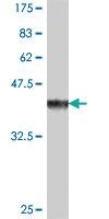 Anti-CYP2F1 Mouse Polyclonal Antibody