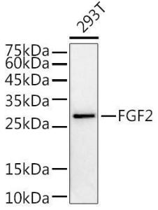 Anti-FGF2 Antibody (A11129)