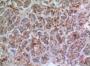 Immunohistochemical analysis of paraffin-embedded human pancreas using Anti-ANXA7 Antibody