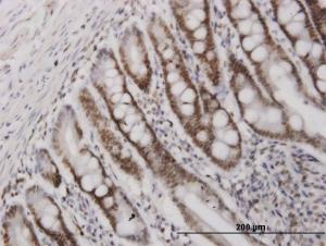 Anti-HMGB2 Mouse Monoclonal Antibody [clone: 3C7]