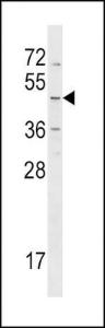 Anti-HRH4 Rabbit Polyclonal Antibody