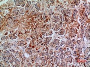 Immunohistochemical analysis of paraffin-embedded human pancreas using Anti-ANXA7 Antibody