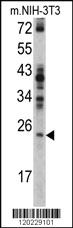 Anti-RAN Rabbit Polyclonal Antibody