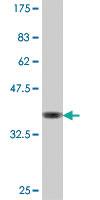 Anti-GGPS1 Mouse Polyclonal Antibody