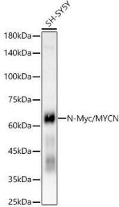 Western blot analysis of SH-SY5Y, using Anti-n-Myc/MYCN Antibody [ARC55211] (A307633) at 1:2,000 dilution