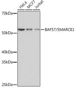 Western blot analysis of extracts of various cell lines, using Anti-BAF57/SMARCE1 Antibody [ARC0839] (A308713) at 1:1,000 dilution The secondary antibody was Goat Anti-Rabbit IgG H&L Antibody (HRP) at 1:10,000 dilution Lysates/proteins were present at 25 µg per lane