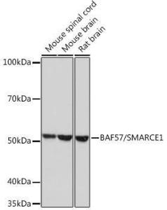 Western blot analysis of extracts of various cell lines, using Anti-BAF57/SMARCE1 Antibody [ARC0839] (A308713) at 1:1,000 dilution The secondary antibody was Goat Anti-Rabbit IgG H&L Antibody (HRP) at 1:10,000 dilution Lysates/proteins were present at 25 µg per lane