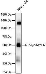 Western blot analysis of Neuro-2a, using Anti-n-Myc / MYCN Antibody [ARC55217] (A307634) at 1:3,000 dilution. The secondary antibody was Goat Anti-Rabbit IgG H&L Antibody (HRP) at 1:10,000 dilution.